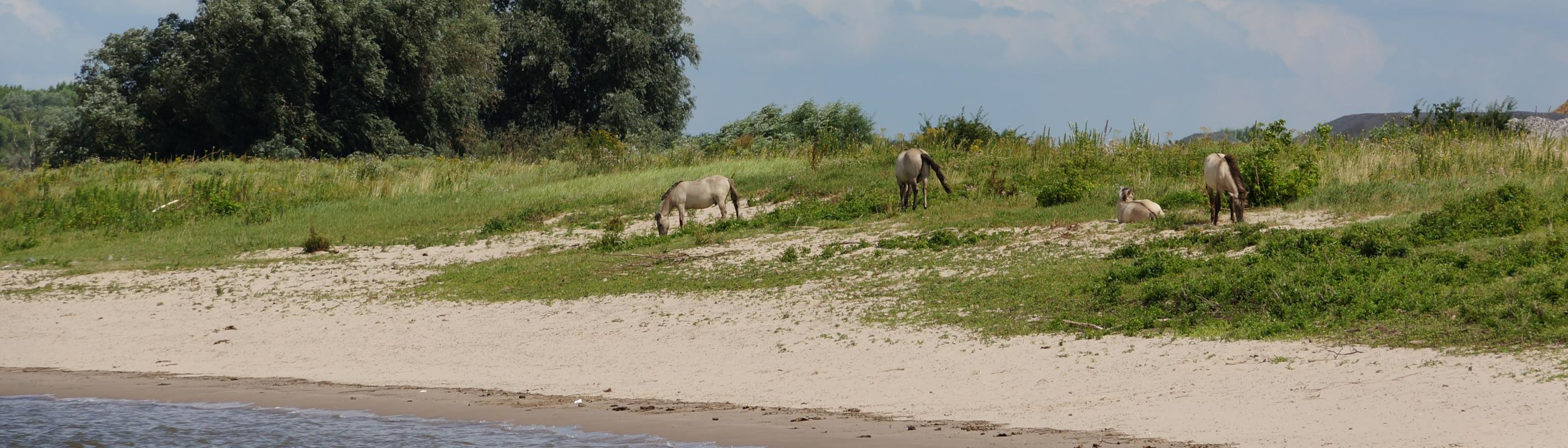 Konikpaarden op rivierduin Millingerwaard, foto: Twan Teunissen