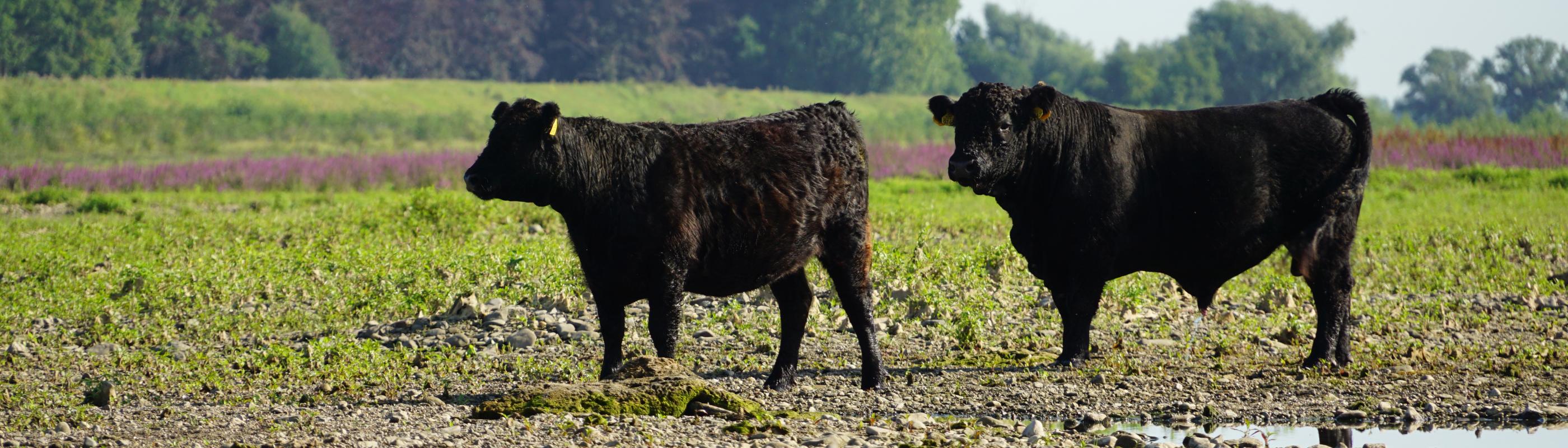 Galloways langs de Grensmaas bij Borgharen, foto: Twan Teunissen