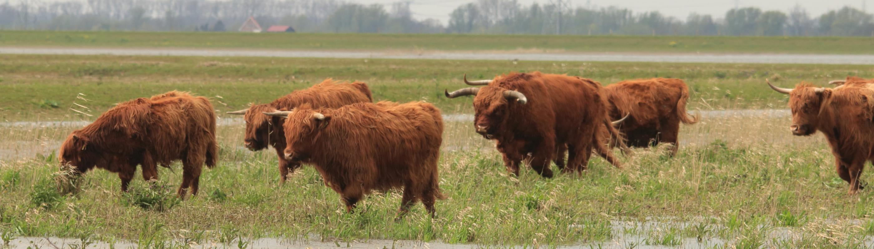 Noordwaard, foto: Roeland Vermeulen