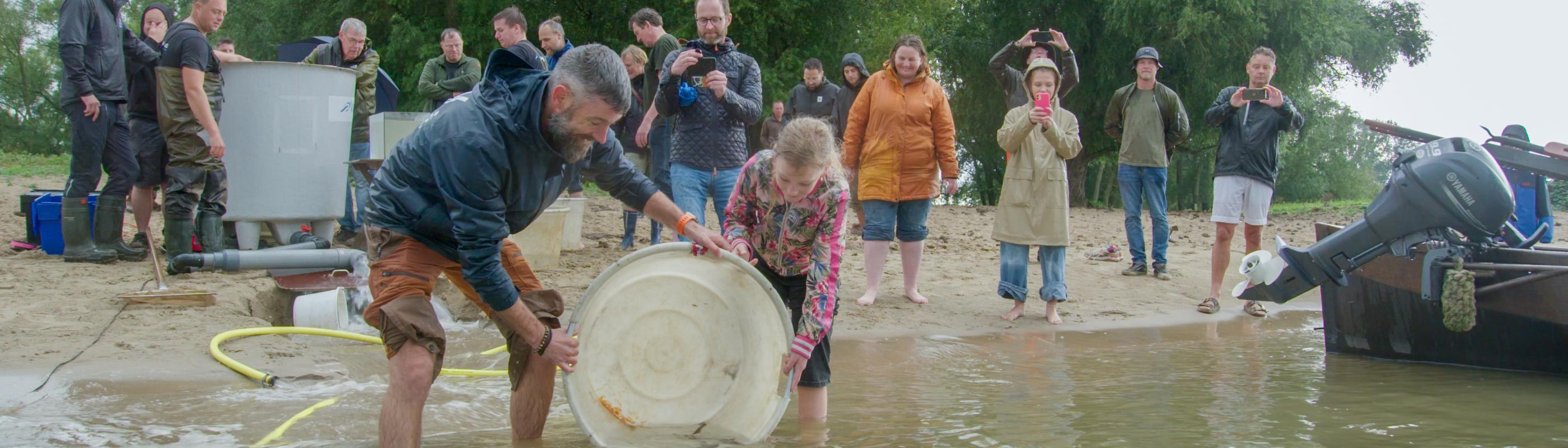 Uitzet van 90 steuren bij Woudrichem Uitzet van 90 steuren bij Woudrichem