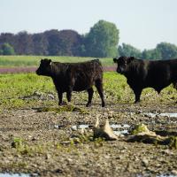 Galloways langs de Grensmaas bij Borgharen, foto: Twan Teunissen