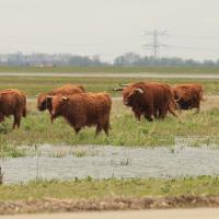 Noordwaard, foto: Roeland Vermeulen