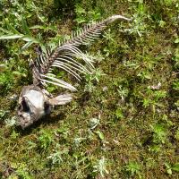 Pionierplanten op drooggevallen oever, foto: Twan Teunissen